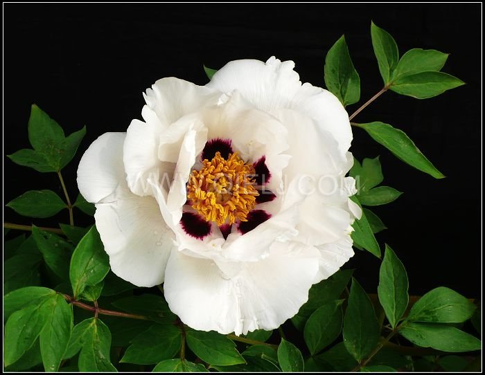 木本油料植物-牡丹籽 牡丹籽油加工設備廠家企鵝糧油機械(圖1) 木本油料植物-牡丹籽 牡丹籽油加工設備廠家企鵝糧油機械(圖1)