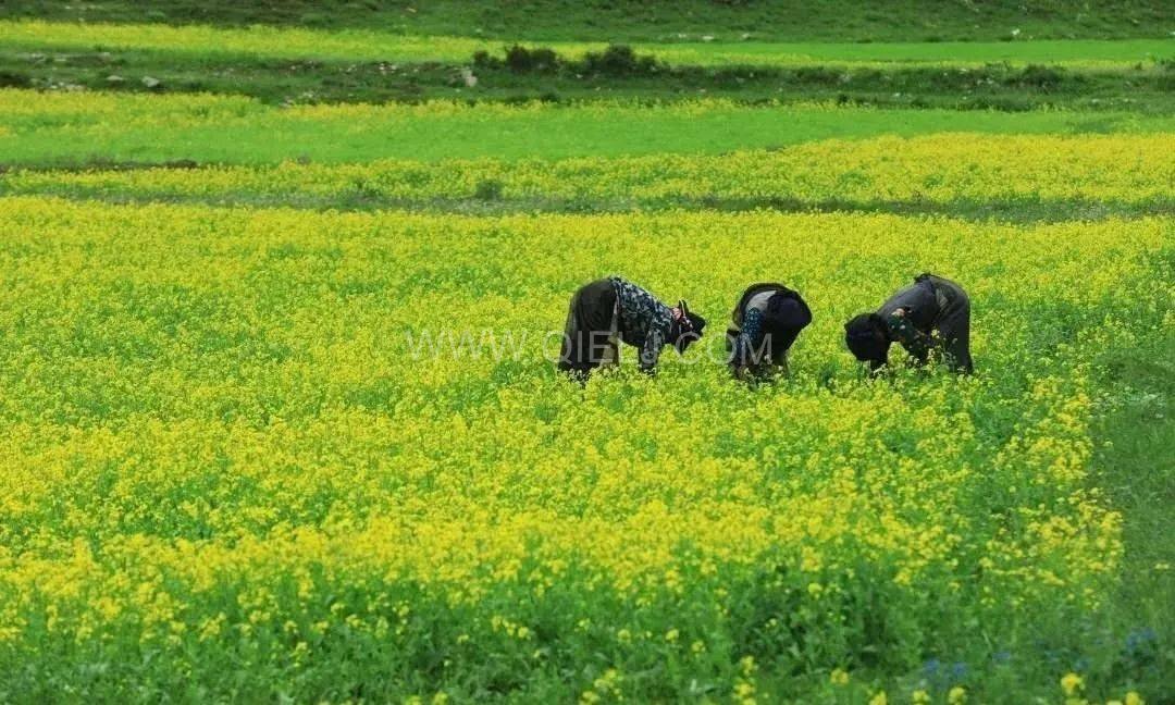 西藏企鵝糧油機械設備案例之墨竹工卡縣小油菜榨油廠項目(圖1) 西藏企鵝糧油機械設備案例之墨竹工卡縣小油菜榨油廠項目(圖1)