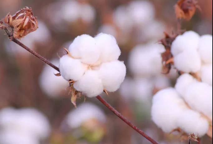 棉籽油精煉加工設備，企鵝機械提高油料綜合利用率(圖1)